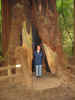 larisa in redwood.jpg (289422 bytes)