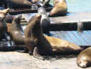 noising seal.jpg (91858 bytes)