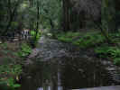 river at muir woods.jpg (186486 bytes)