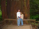 s and v at muir woods.jpg (137317 bytes)