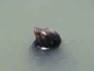seal in water.jpg (36295 bytes)