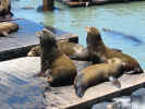 three seals.jpg (269620 bytes)