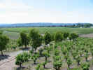 vineyard at stryker.jpg (204532 bytes)